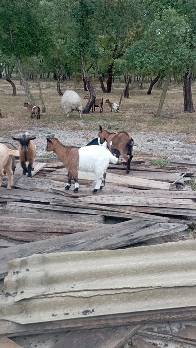 Cabras Anãs Chibo Anão