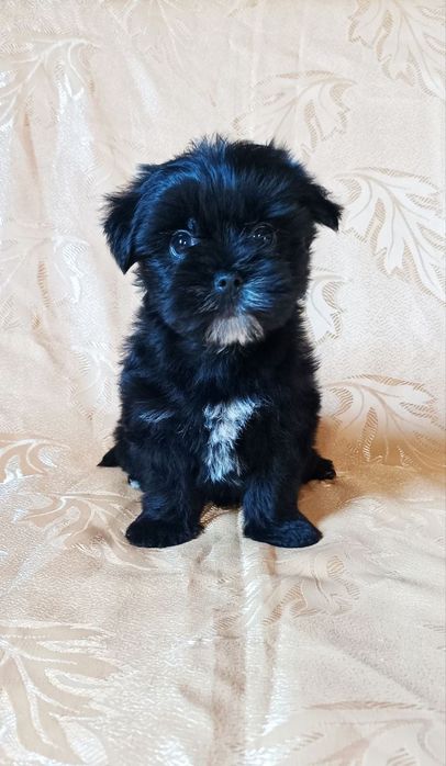 Щенок мальтипу девочка