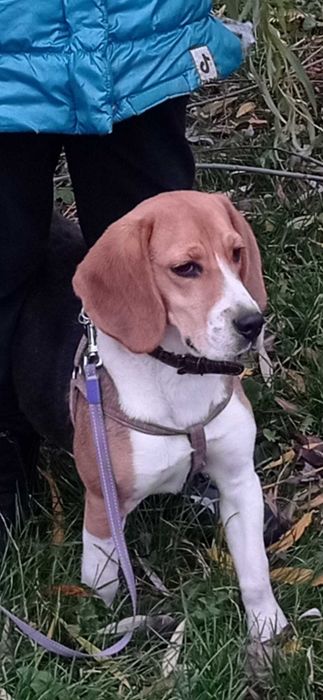 Кабель Бігль для В'язки. Вет. паспорт, чистокровний, триколор.