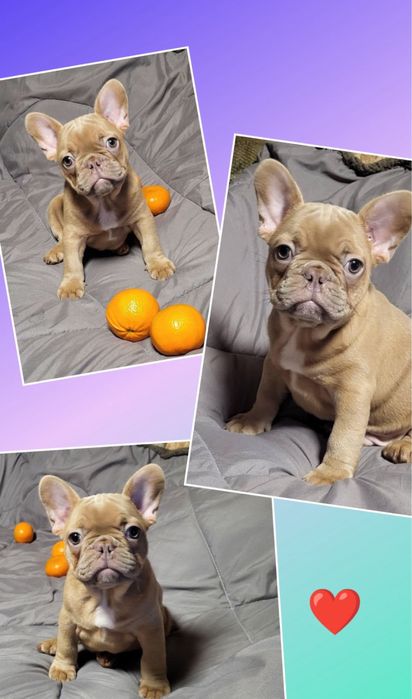 Шоколадний міні хлопчик цуценя