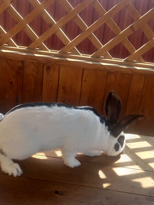 Кролики породи німецький строкач