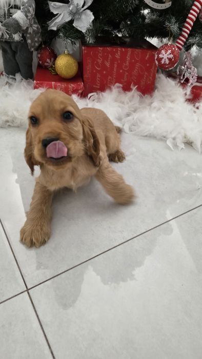 Cocker Spaniel dziewczynka