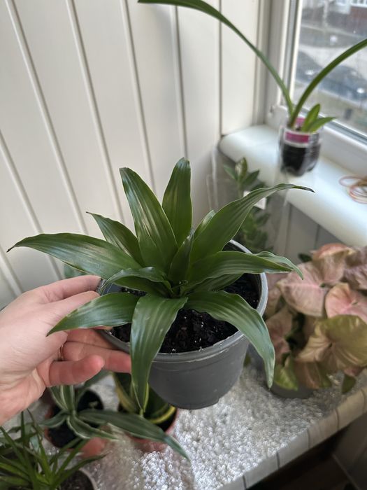 Кімнатні квіти рослини