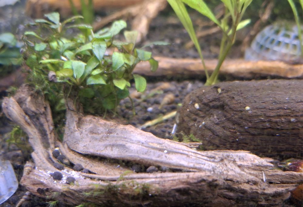 Bucephalandras variadas