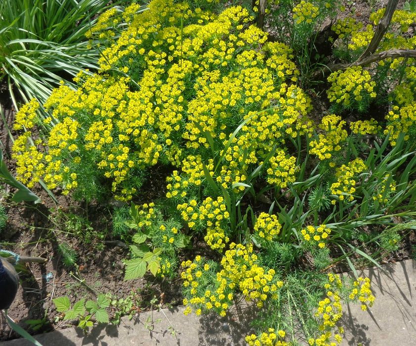 ясколка       отдам