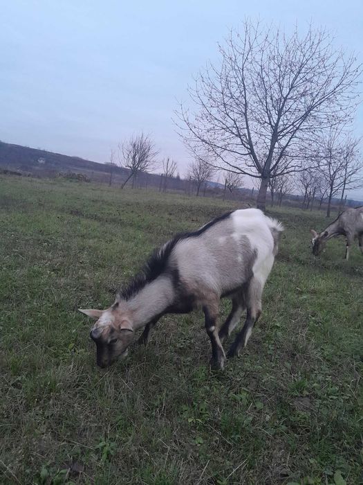 Козел альпо-нубійський