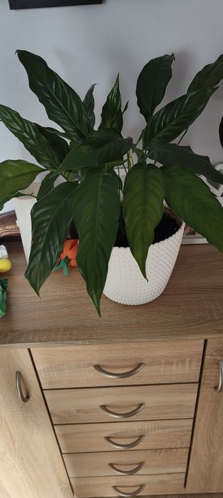 Sprzedam skrzydło kwiata