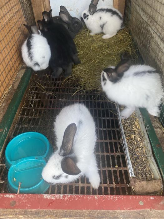 Продам кроликів: кролиці, кролі, молодняк