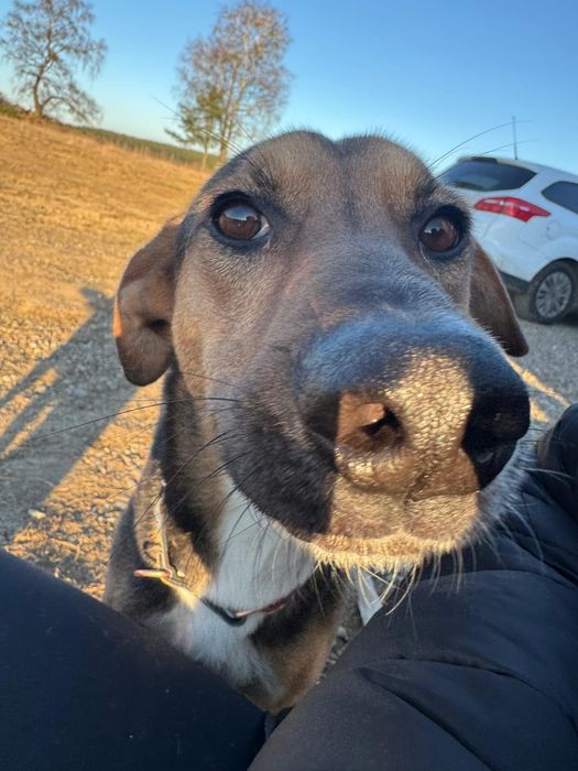 Malaj do adopcji