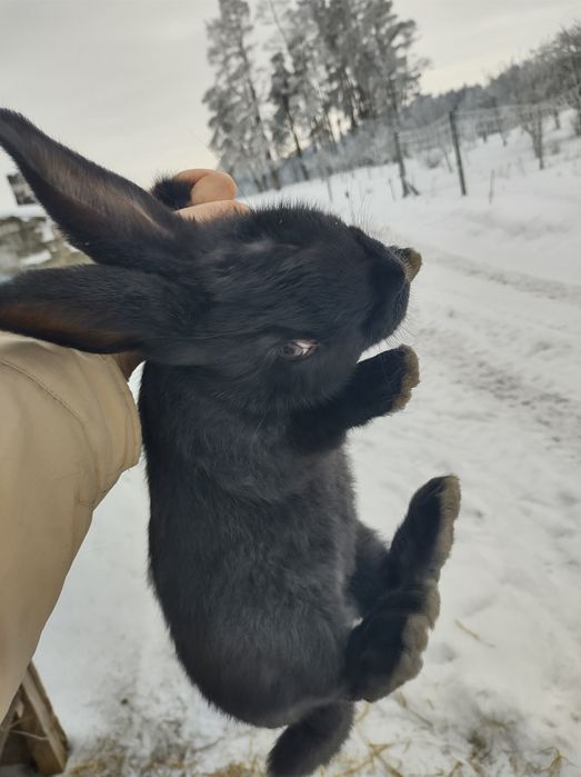 Królik czarny  samiec