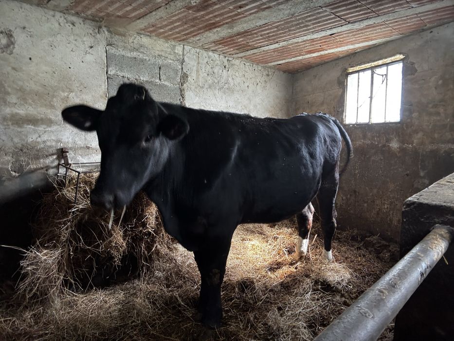 Vendo lote 5 vacas