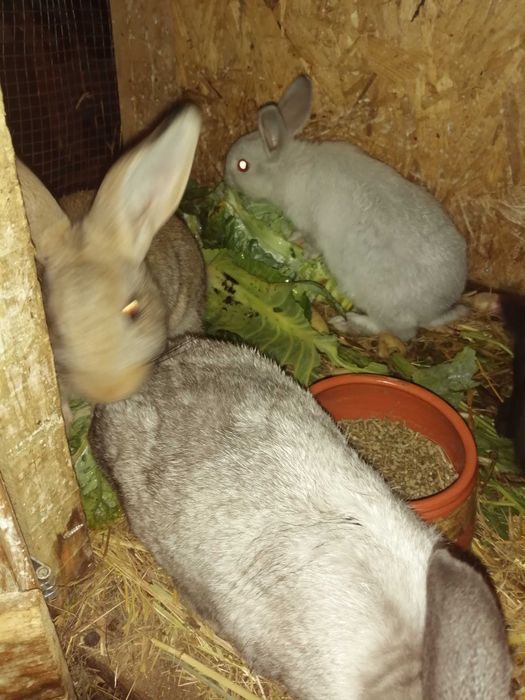 Coelhos caseiros
