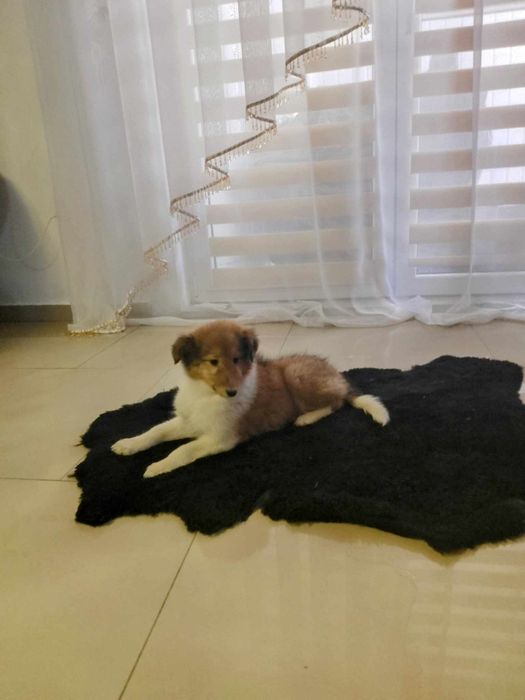 Suczka owczarek szkocki collie długowłosy