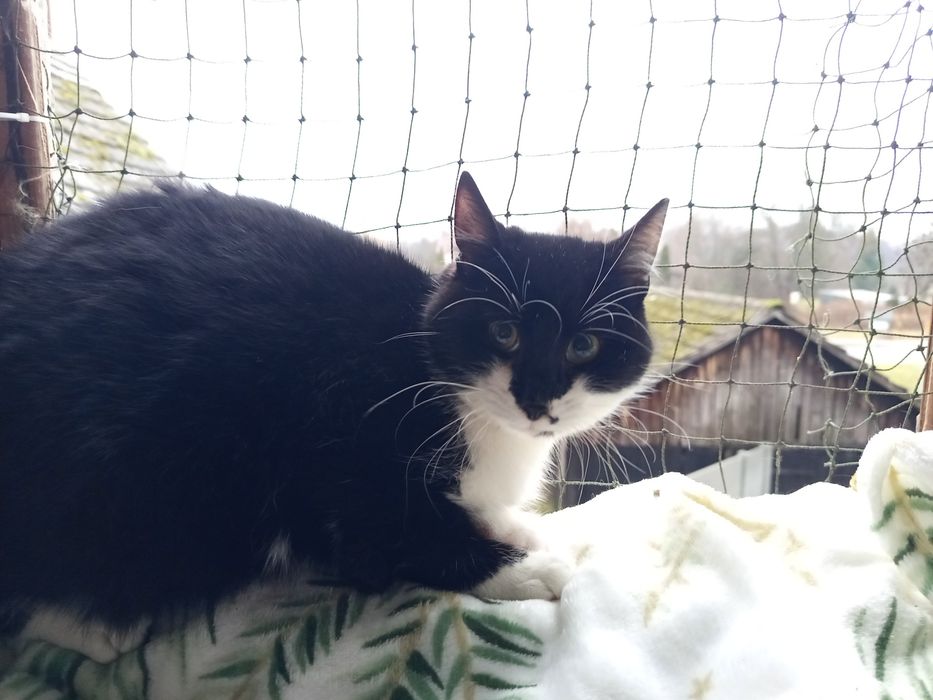 Drwal poleca się do adopcji