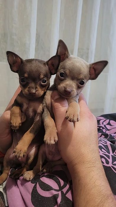 Дітки тойчики хлопчик дівчинка