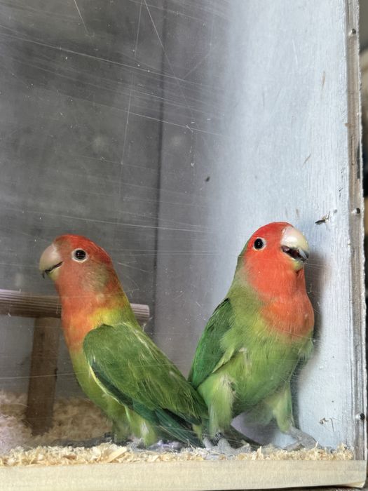 Casal agapornis long