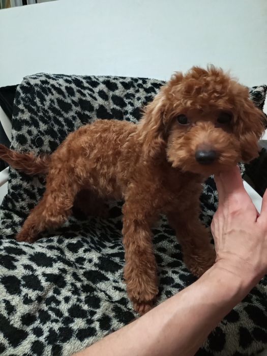 Добра,лагідна,спокійна та розумаха.