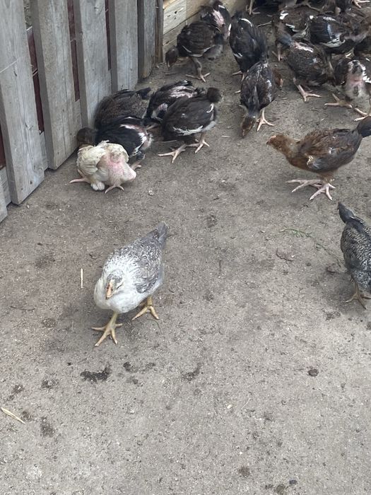 Продам курчата підрощені..