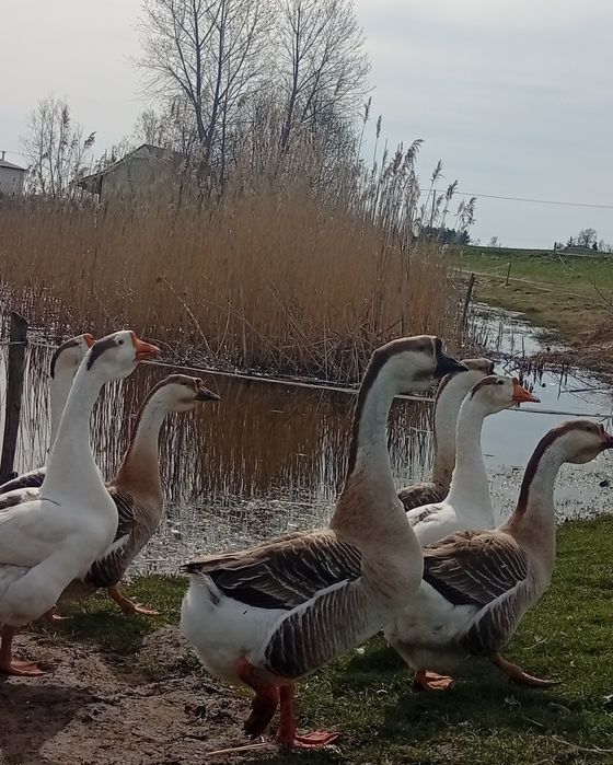 Gęsi garbonose pisklaki gąski