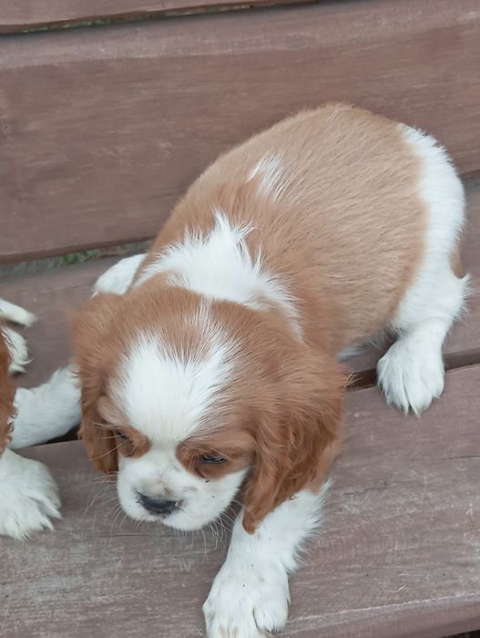 Cavalier king charles spaniel