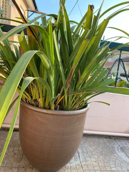 Vaso Gres | Orquídeas