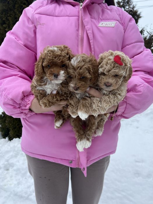 Дуже гарні мальтипу