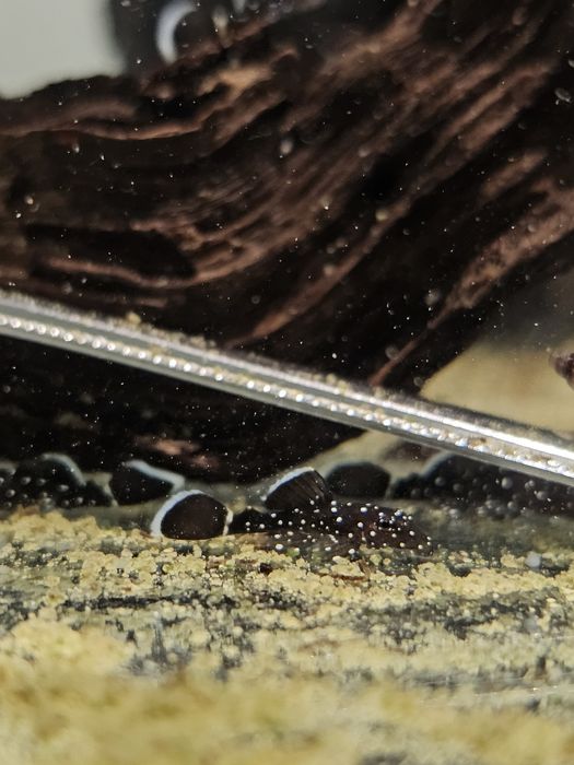 Ancistrus F1 L183 Starlight Pleco