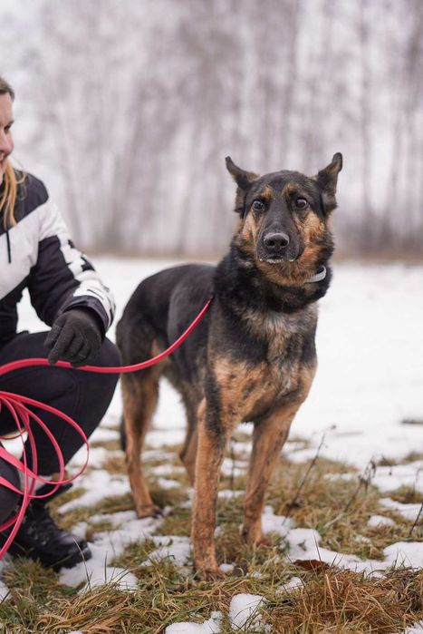 Przemiły Koda w typie owczarka czeka na dom od 5 lat..