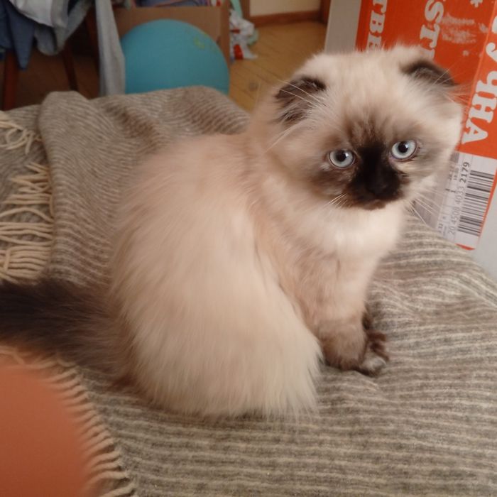 Кошеня шотландська  висловуха