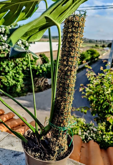 Tutor / Pole / Suporte Para Plantas