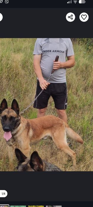 Кобель для вязки