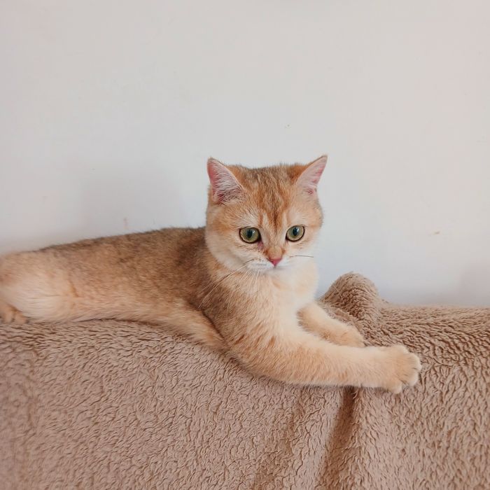 Золота дівчинка кошенятка
