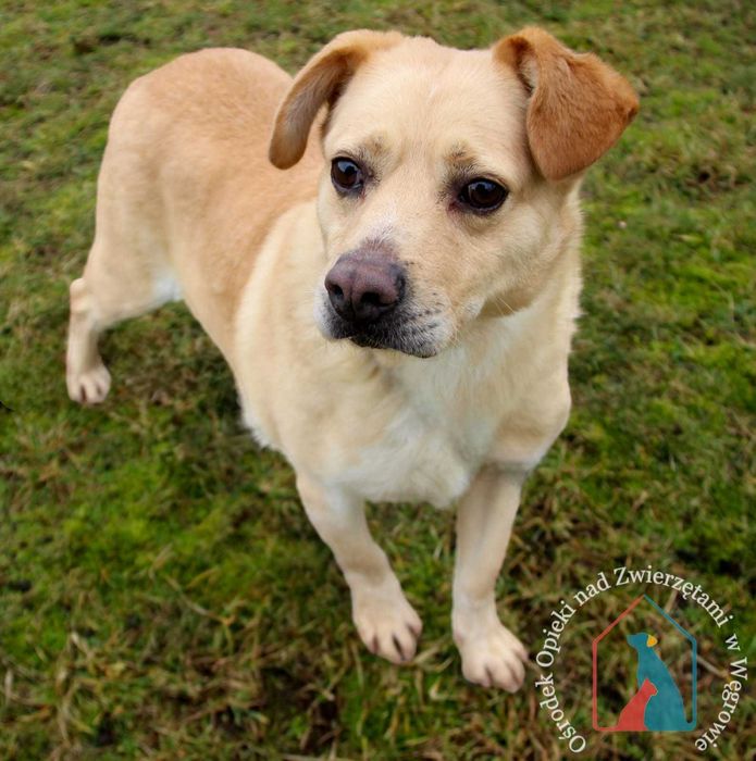 PIĘKNY, większy, wesoły i towarzyski - ma przepiękny uśmiech