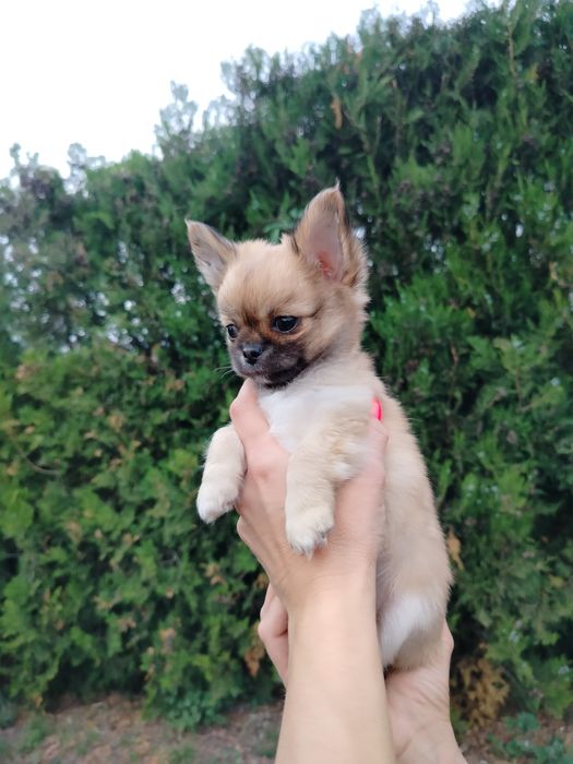 Chihuahua piesek