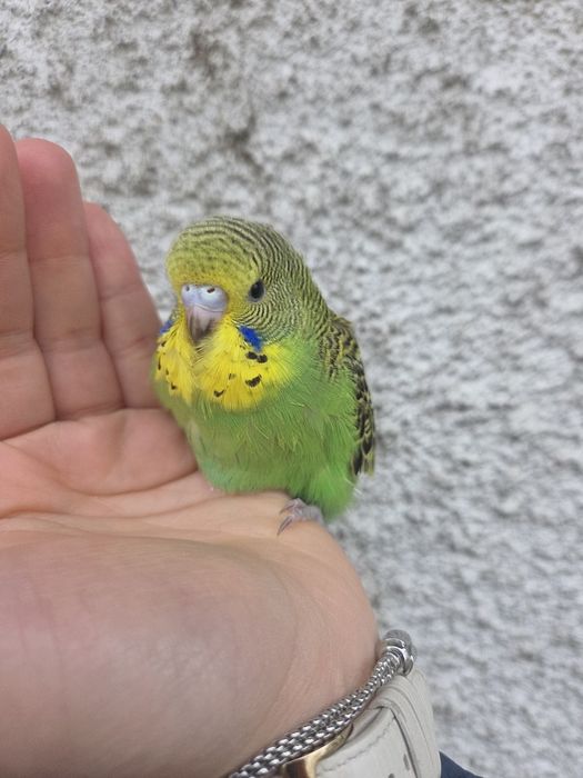 Periquitos Domesticados Top