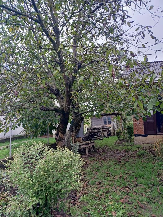 Продаж будинку з земельними ділянками м.Тисмениця