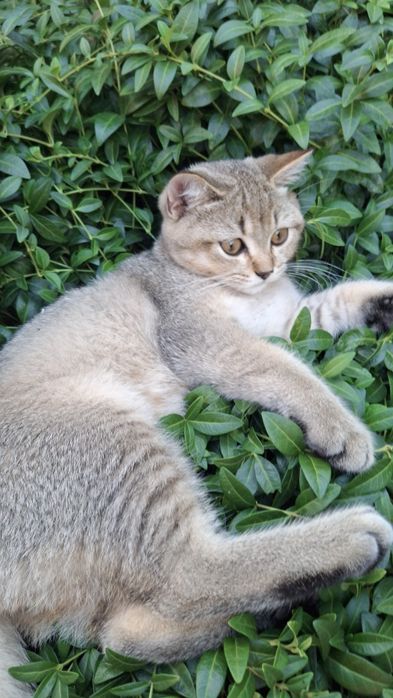 Хлопчик Шотландський тікіруваний