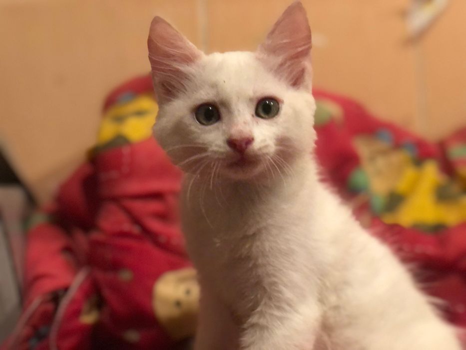 Котята мышеловы  Днепр