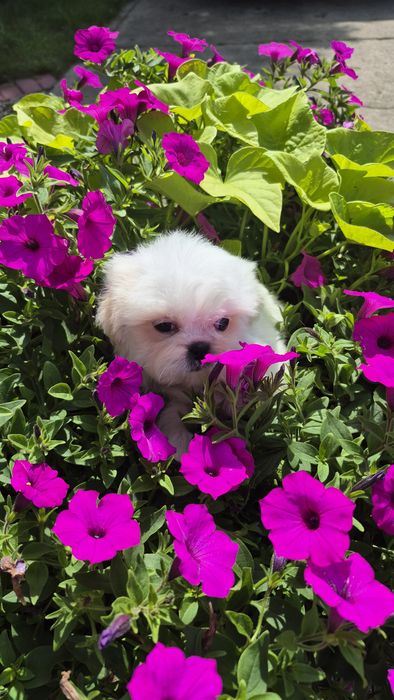 Shih-Tzu biały piesek