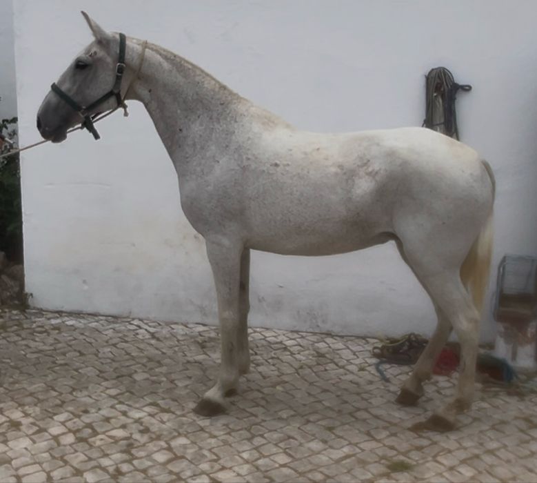 Egua psl pontuada