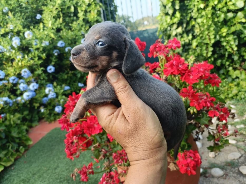 Teckel machinho mini azul