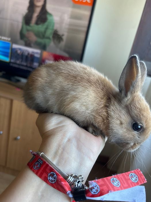 Coelhinho anão bebe muito docil