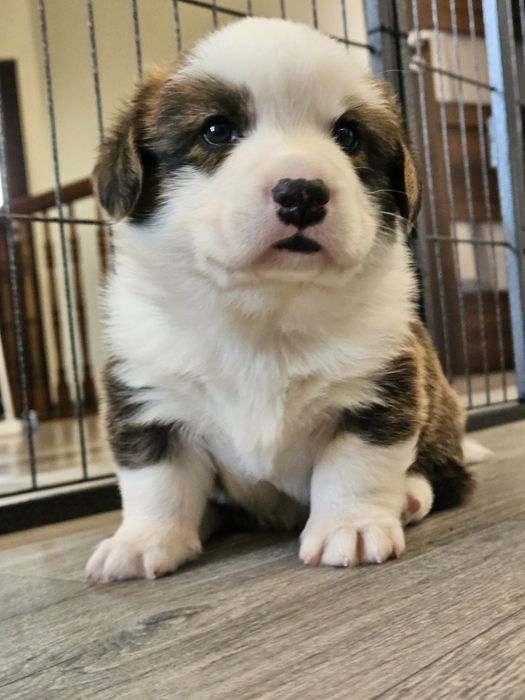 Welsh Corgi Cardigan piesek FCI
