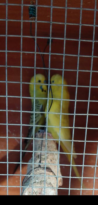 Piriquitos ingleses ( 1 casal e 2 machos)