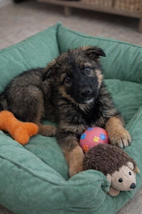 Вівчаристі цуценята! 2 міс.