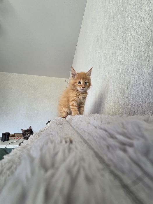 Хлопчик Мейн Кун