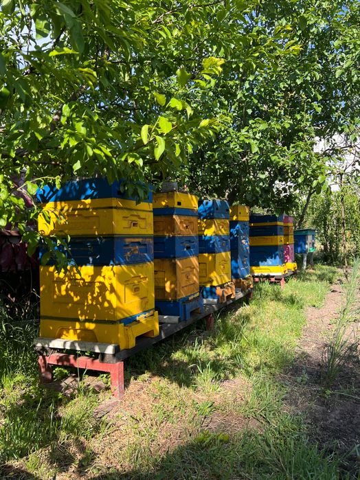 Продам пасіку, вулики, сімʼї.