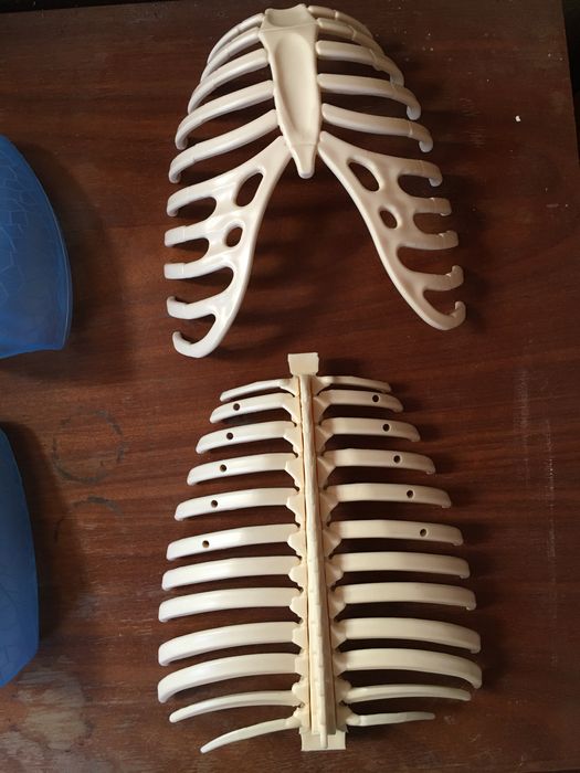 Skeleton (pieces): lungs, skull, eyes, ribs, sternum, scapula64584330146946123