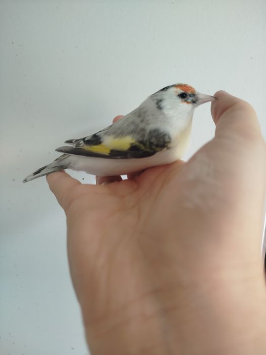 Szczygieł syberyjski samica