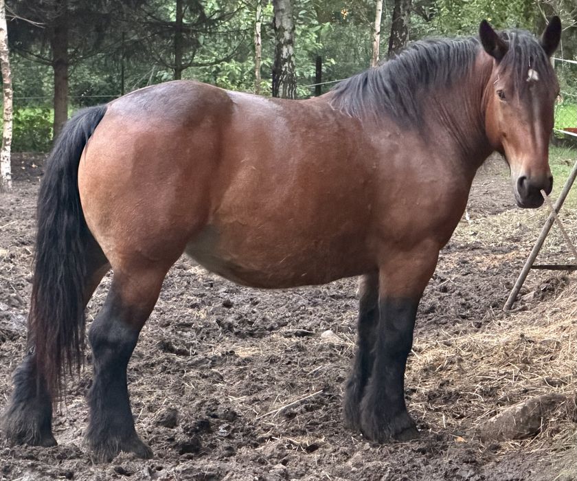 Sprzedam klacz zimnokrwista Źrebna
